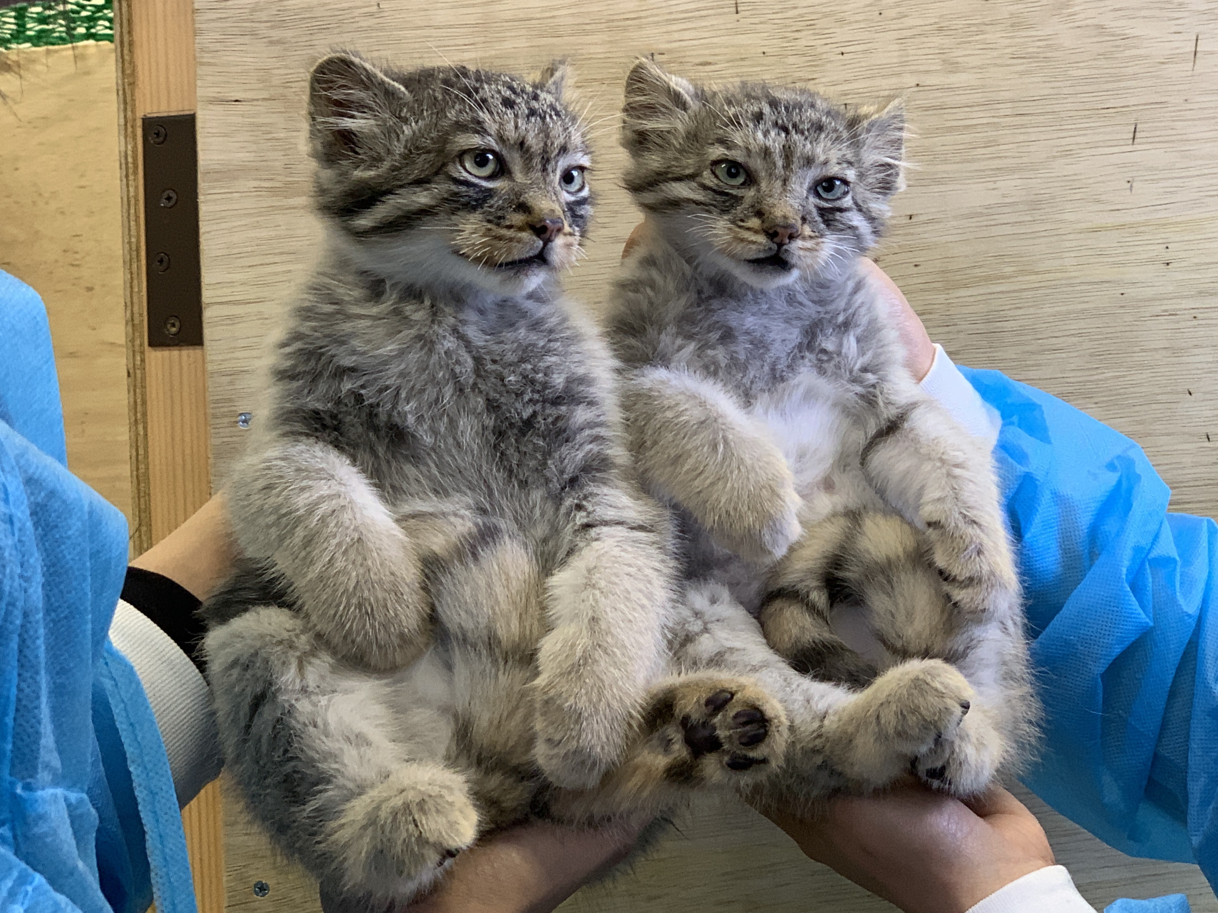 マヌルネコの赤ちゃん誕生！ | アマナとひらく「自然・科学」のトビラ