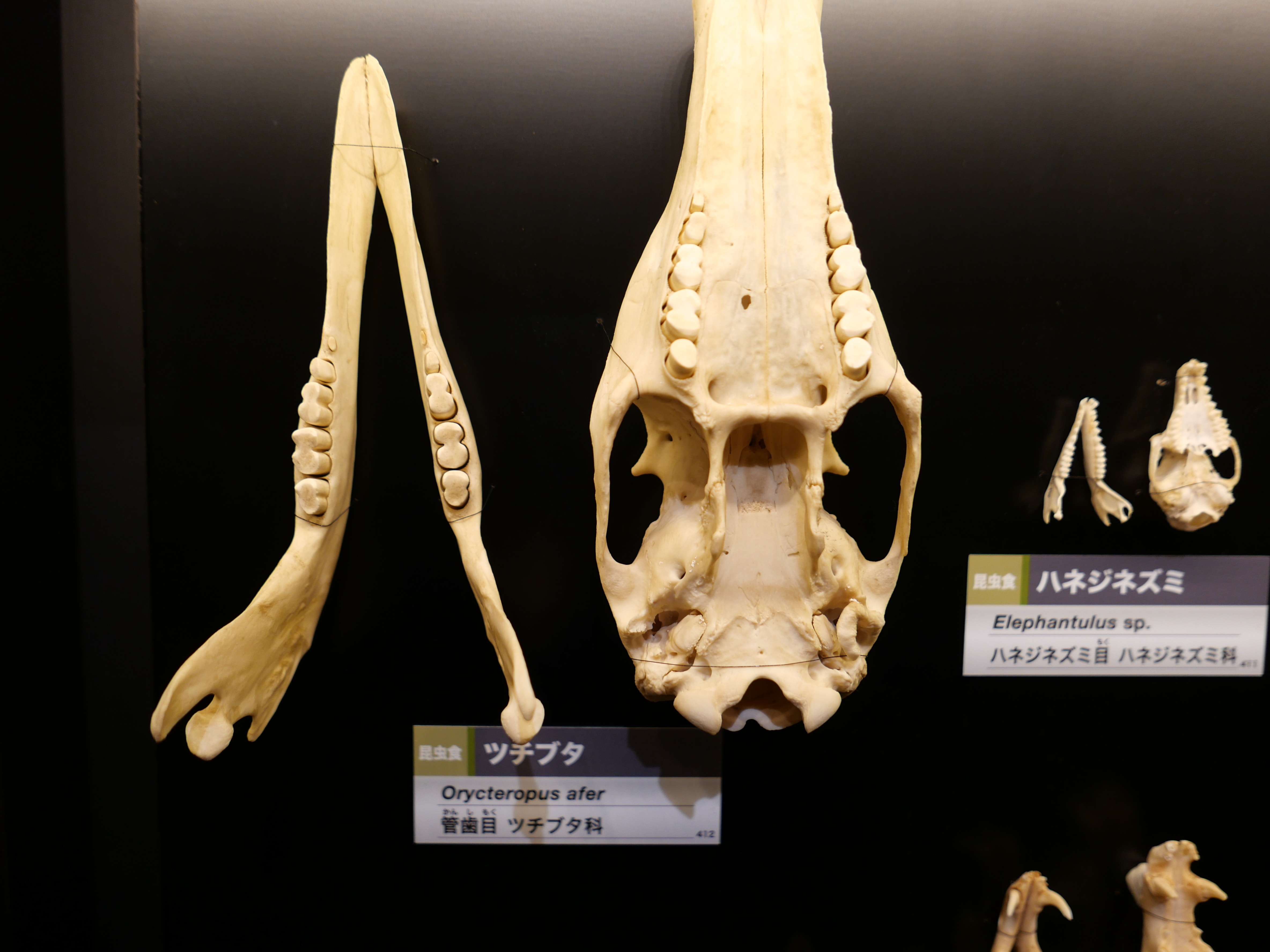 ツチブタのつるつるした臼歯。歯根がなく、アゴに固定されていない ©丸山貴史