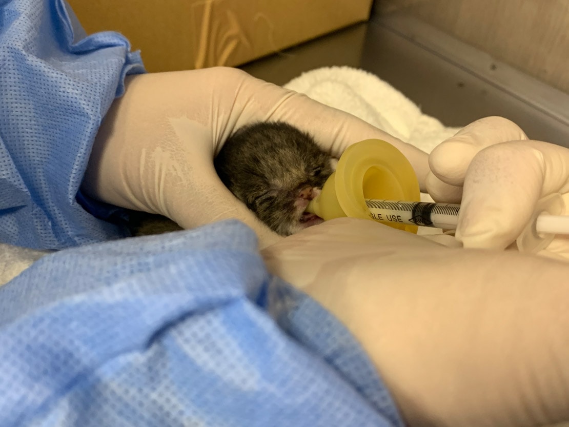 生後5日、一生懸命ミルクを飲んでいます 写真：那須どうぶつ王国 