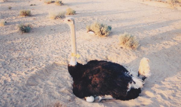 図鑑制作者のおしごと①  ダチョウ牧場で働くことになったワケ