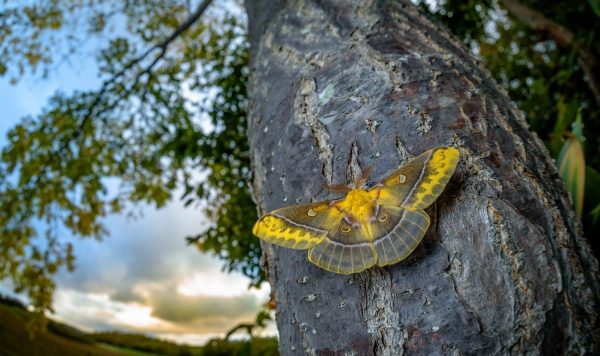 昆虫の世界がすごい！