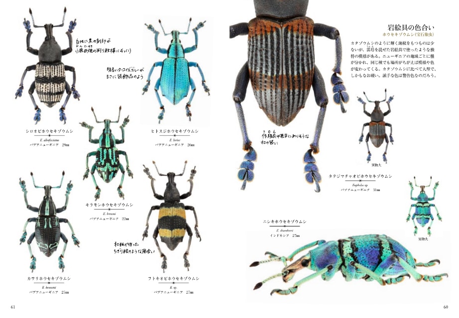 昆虫の世界がすごい 地上でもっとも繁栄する生物 アマナとひらく 自然 科学 のトビラ Nature Science