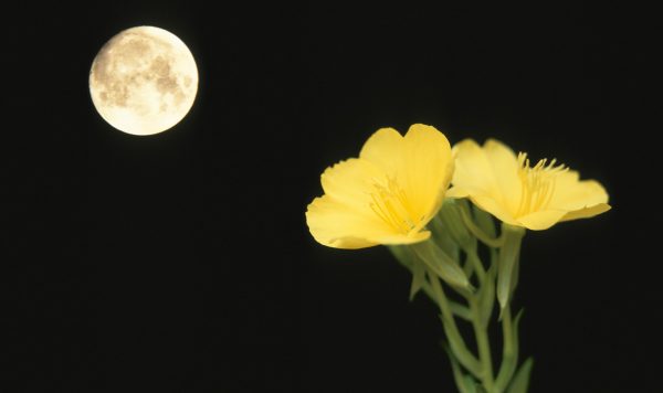 夜にひっそり花が咲く植物のナゾ