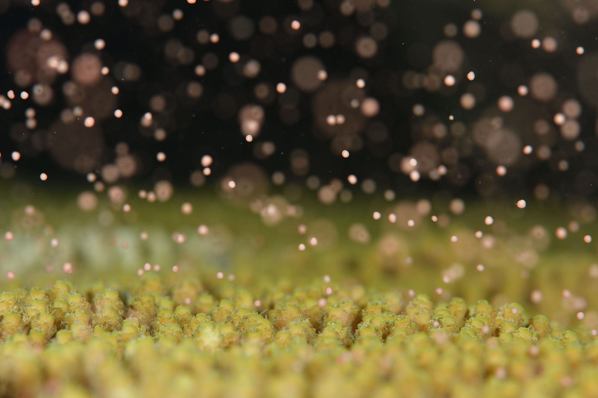 サンゴの産卵 ©YASUAKI KAGII/SEBUN PHOTO /amanaimages