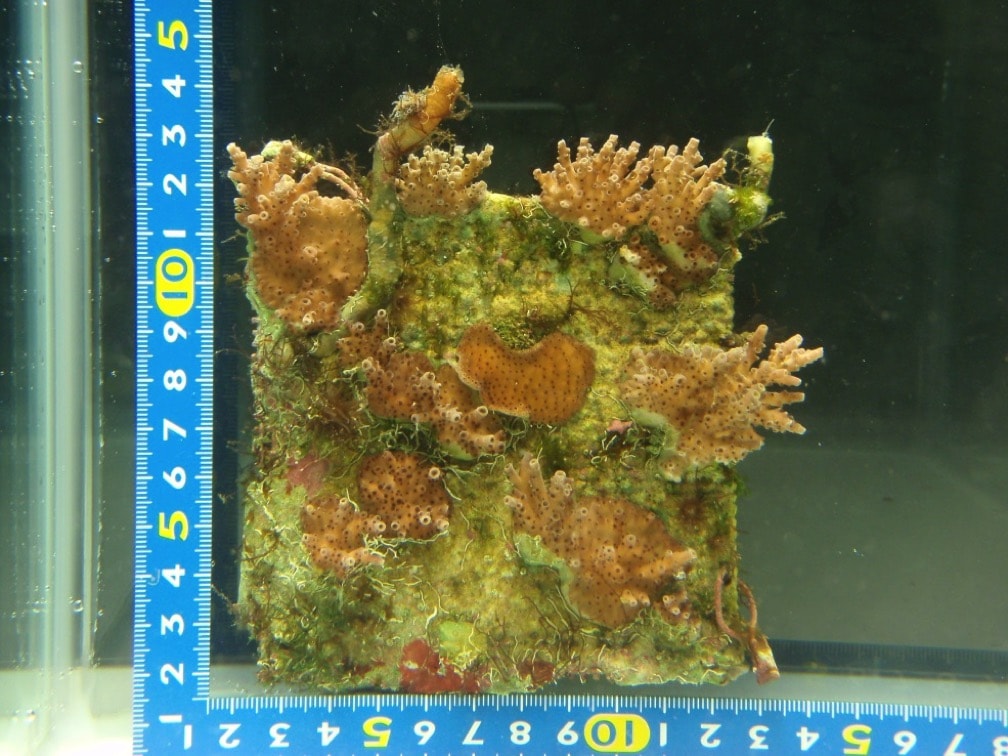 電着作用によって作った着床基盤ですくすく育つサンゴ （写真提供：エム・エム ブリッジ）