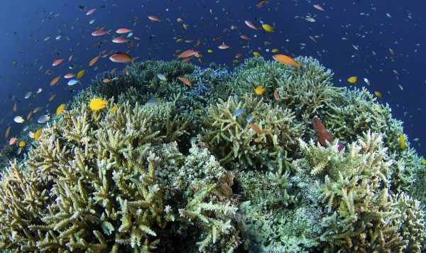 橋を守る技術は、サンゴも救えるか