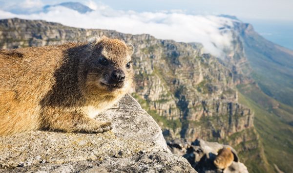 図鑑制作者のおしごと③ ハイラックスに噛まれた話