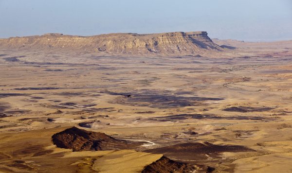 図鑑制作者のおしごと② ネゲブ砂漠で出会った生きものたち