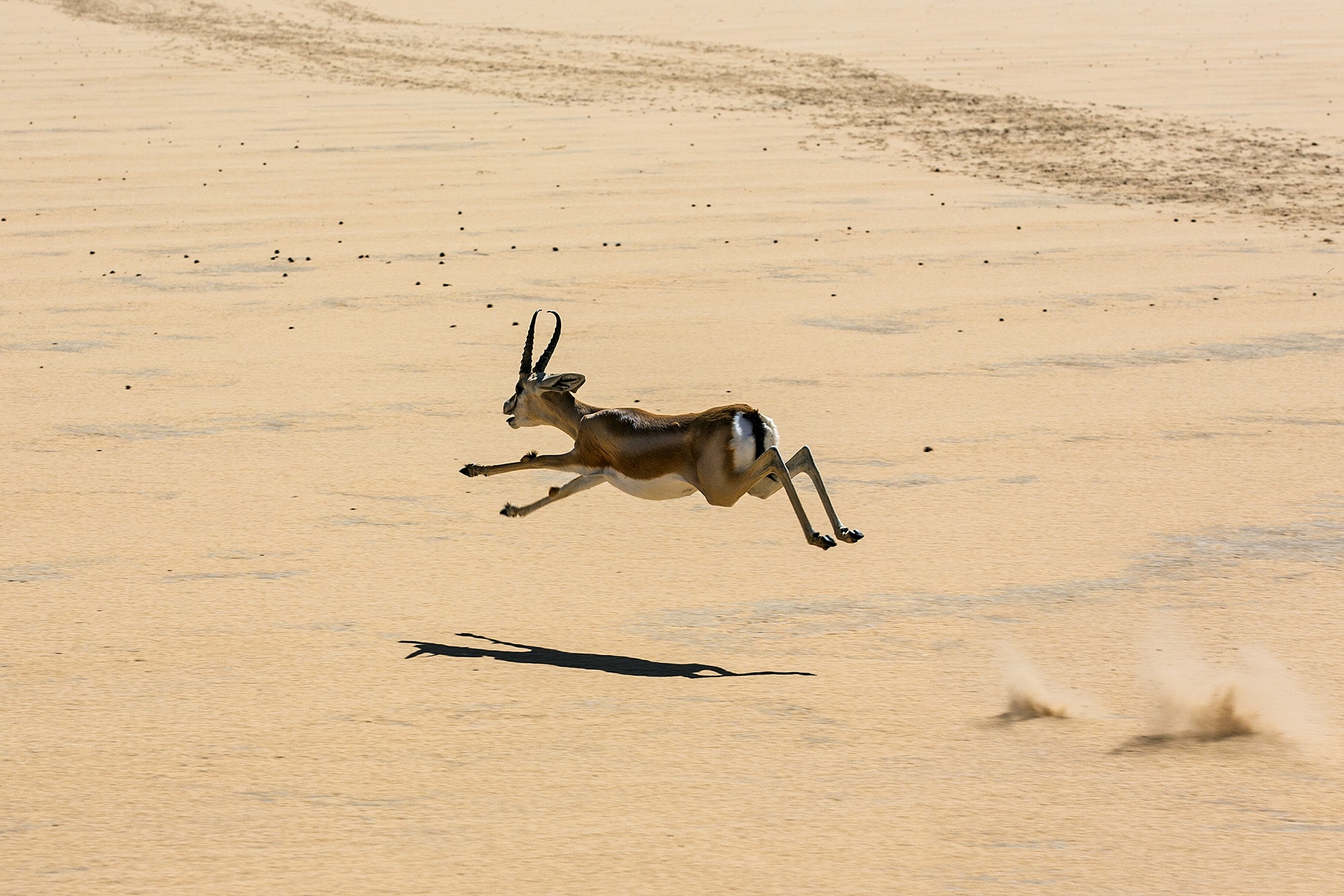 ドルカスガゼル。ウシの仲間でオスもメスも角をもつ。走るのが速くジャンプ力もある。水はほとんど飲まず、植物から水分を得る ©︎Nigel Pavitt/awl images /amanaimages
