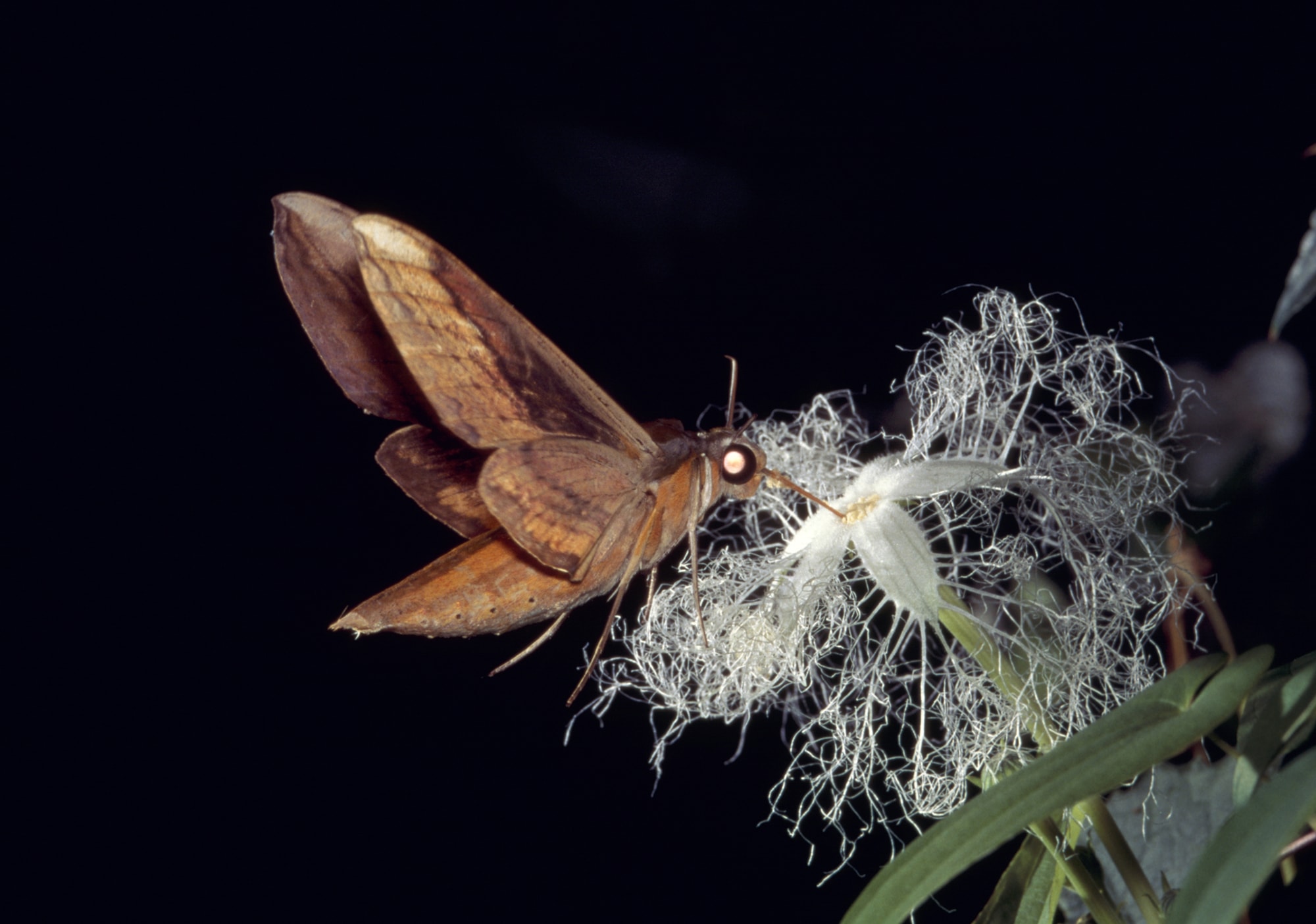 カラスウリの花で吸蜜（きゅうみつ）するキイロスズメ ©️fujimaru atsuo/nature pro. /amanaimages