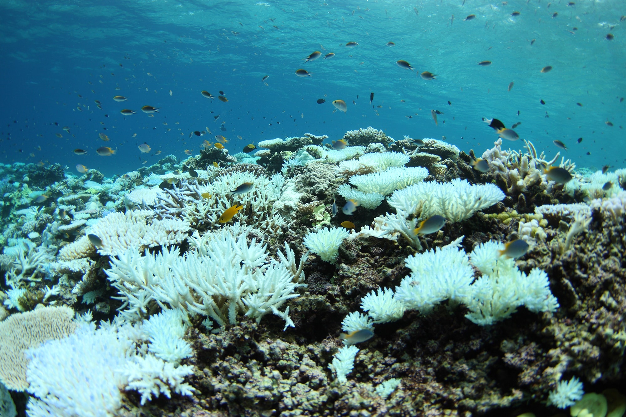 橋を守る技術は サンゴも救えるか シリーズ 企業探訪 エム エム ブリッジ アマナとひらく 自然 科学 のトビラ Nature Science