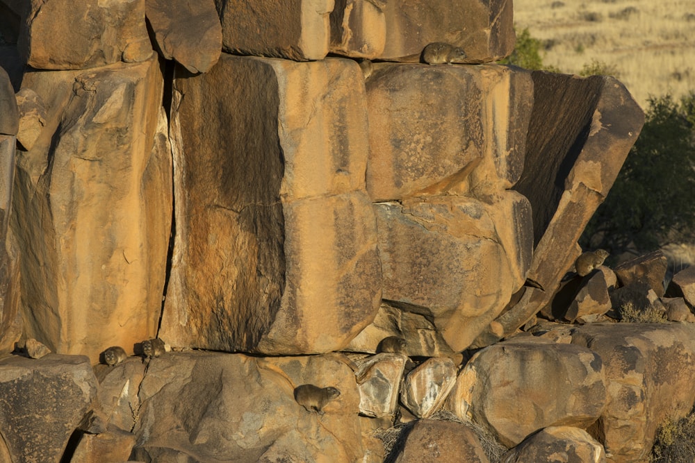 岩場でくらすケープハイラックス。よく日向ぼっこをしている ©︎Pete Oxford/Nature Production /amanaimages
