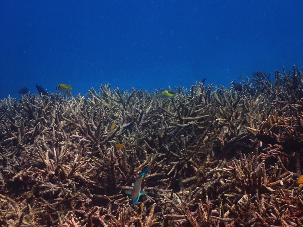 2017年3月4日の石西礁湖（写真提供：エム・エム ブリッジ）