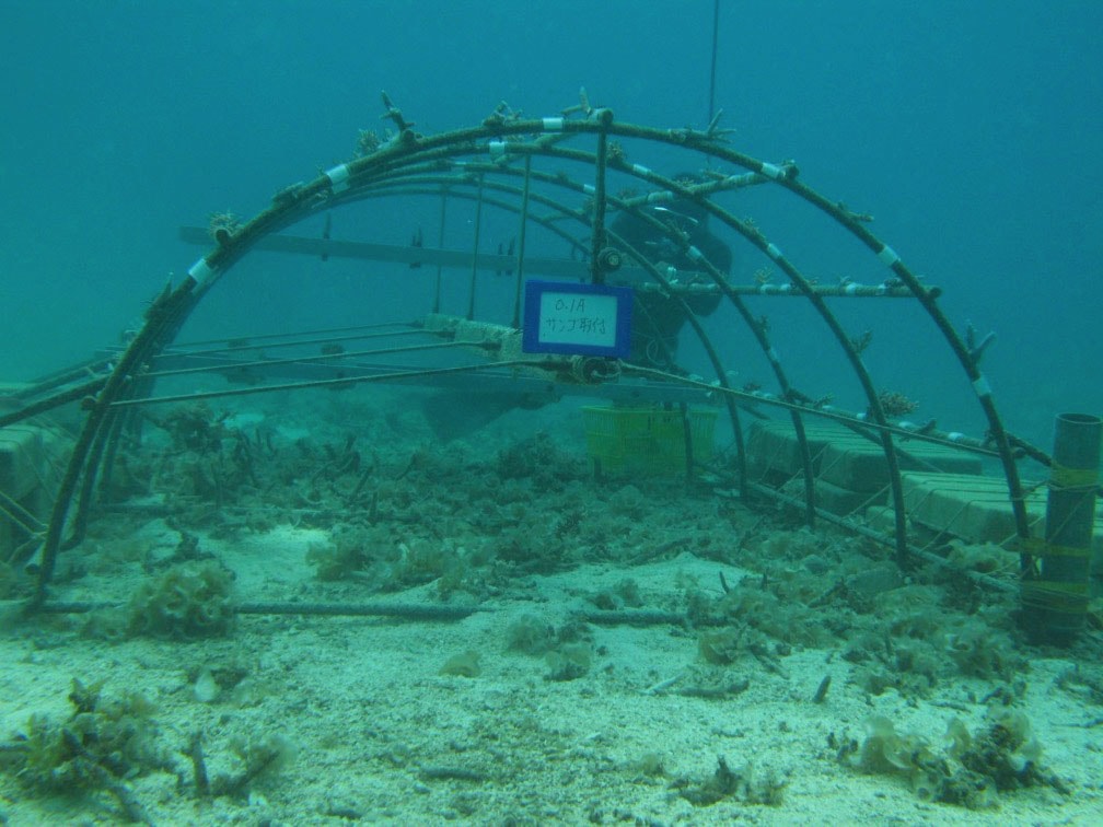 海底に設置されたサンゴ棚（写真提供：エム・エム ブリッジ）