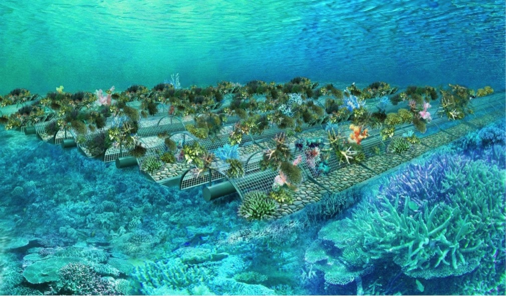 サンゴ棚の母礁イメージ（写真提供：エム・エム ブリッジ）