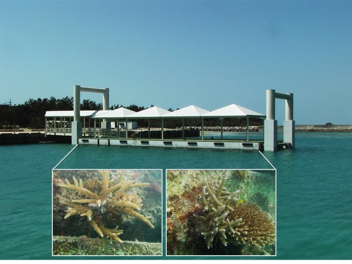 微弱電流が通電されている浮桟橋の下部にサンゴが多数活着していた（竹富島・浮桟橋、2006年） （写真提供：エム・エム ブリッジ）