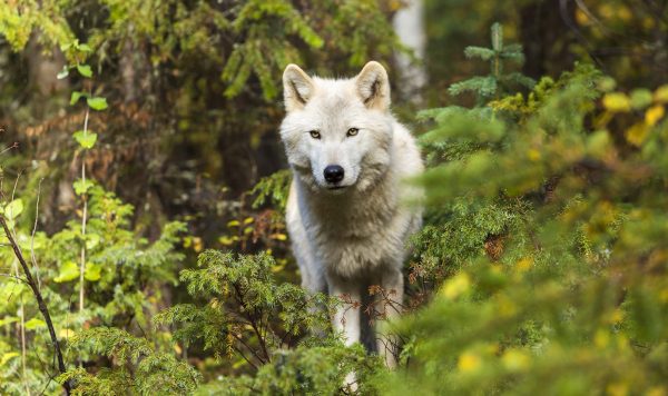 “一匹狼”って本当にいるの？