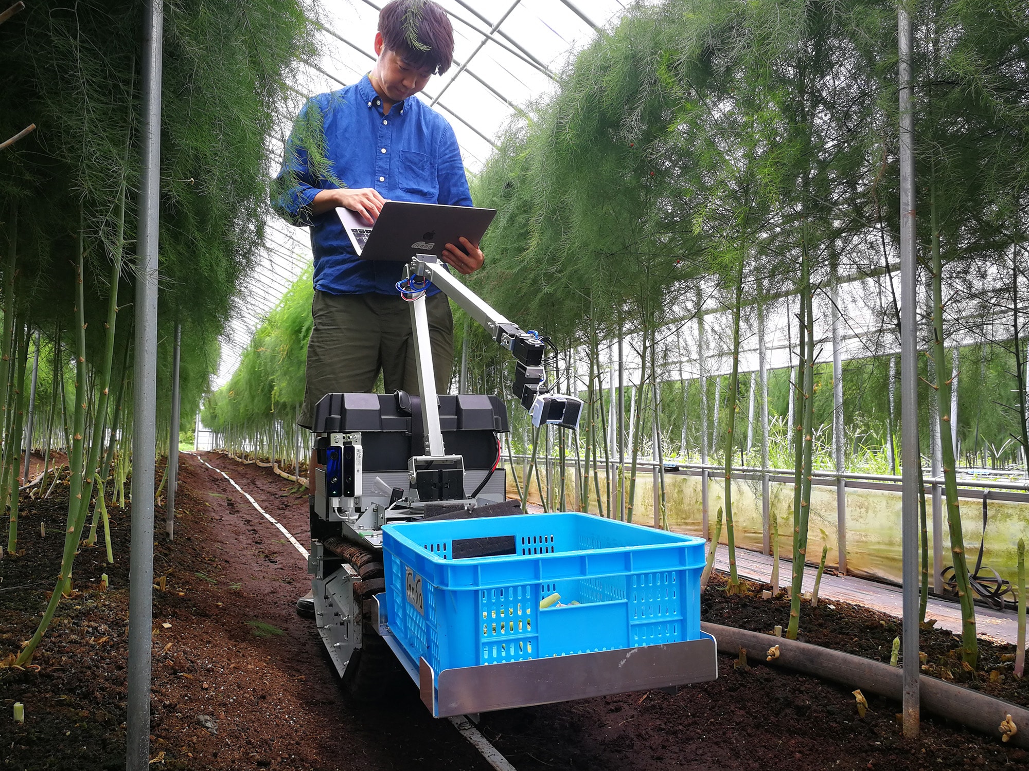 2〜3年かけて大きく育てられたアスパラガスの株の間を縫い、試験走行するinahoの自動野菜収穫ロボット