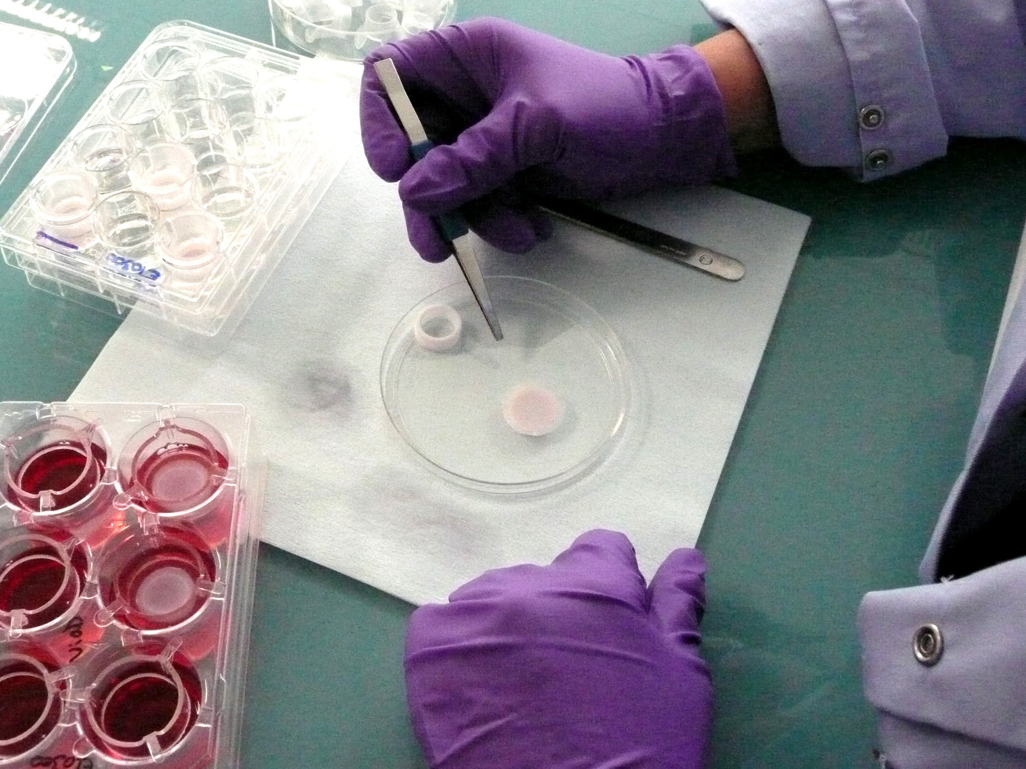 皮膚組織（表皮と真皮）の再現 Reconstructed skin model (epidermis and dermis) ©I. Walter L’Oréal R&amp;I