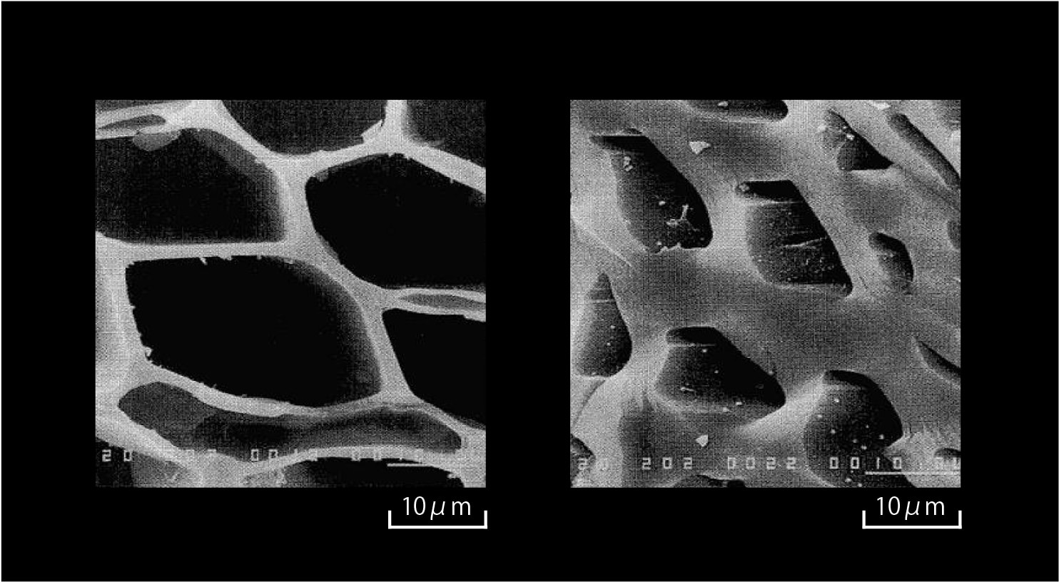 針葉樹でつくった炭（左）と、広葉樹でつくった炭（右）の断面を比較した電子顕微鏡写真。針葉樹のほうが仮道管が大きく、水の吸着能力が高い （写真提供：島根大学産学連携センター）