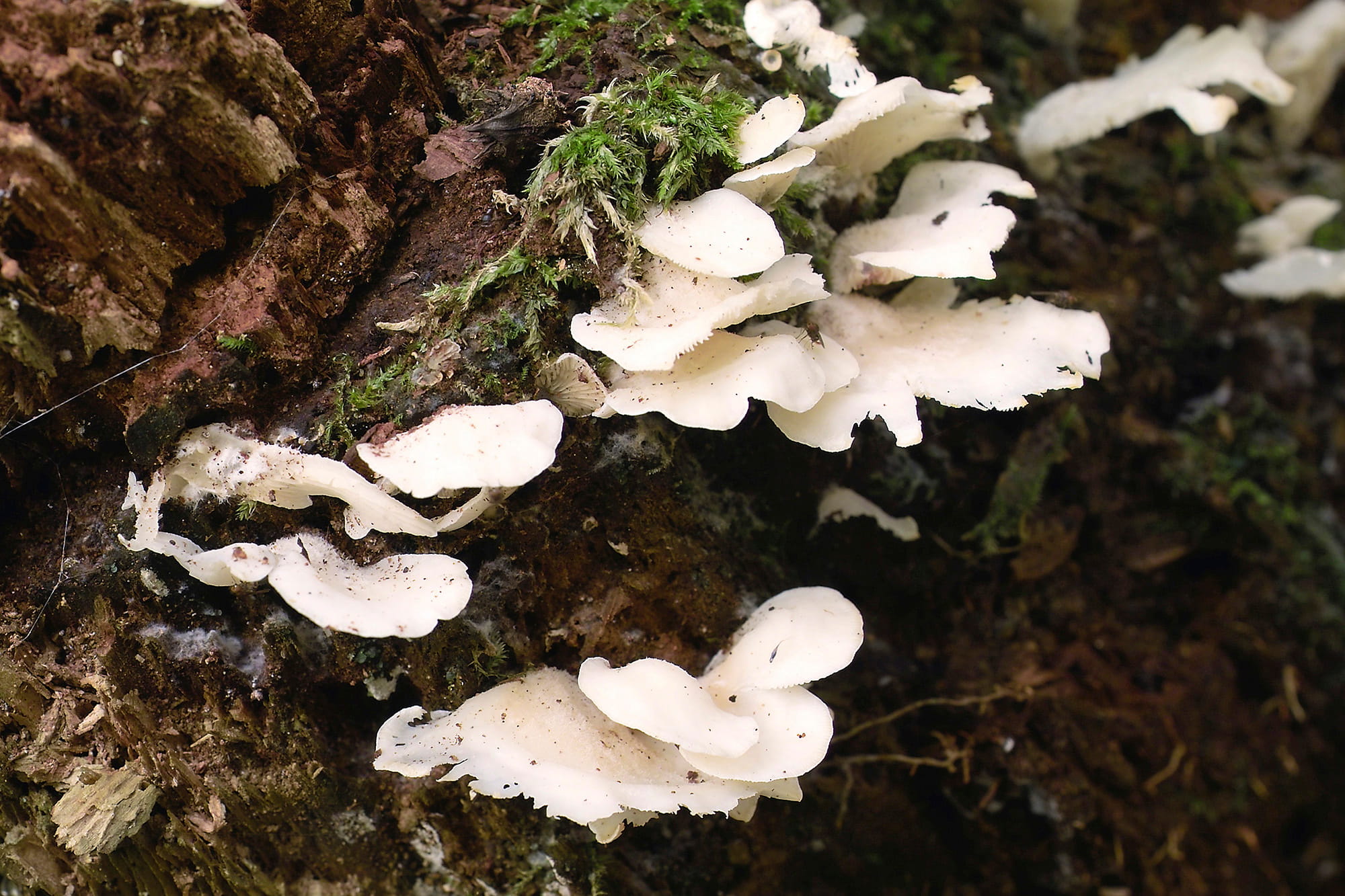 毒 毒 毒キノコ アマナとひらく 自然 科学 のトビラ Nature Science