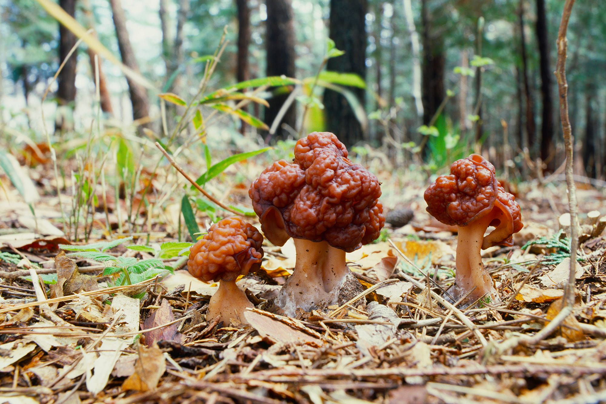 ©izawa masana/nature pro. /amanaimages