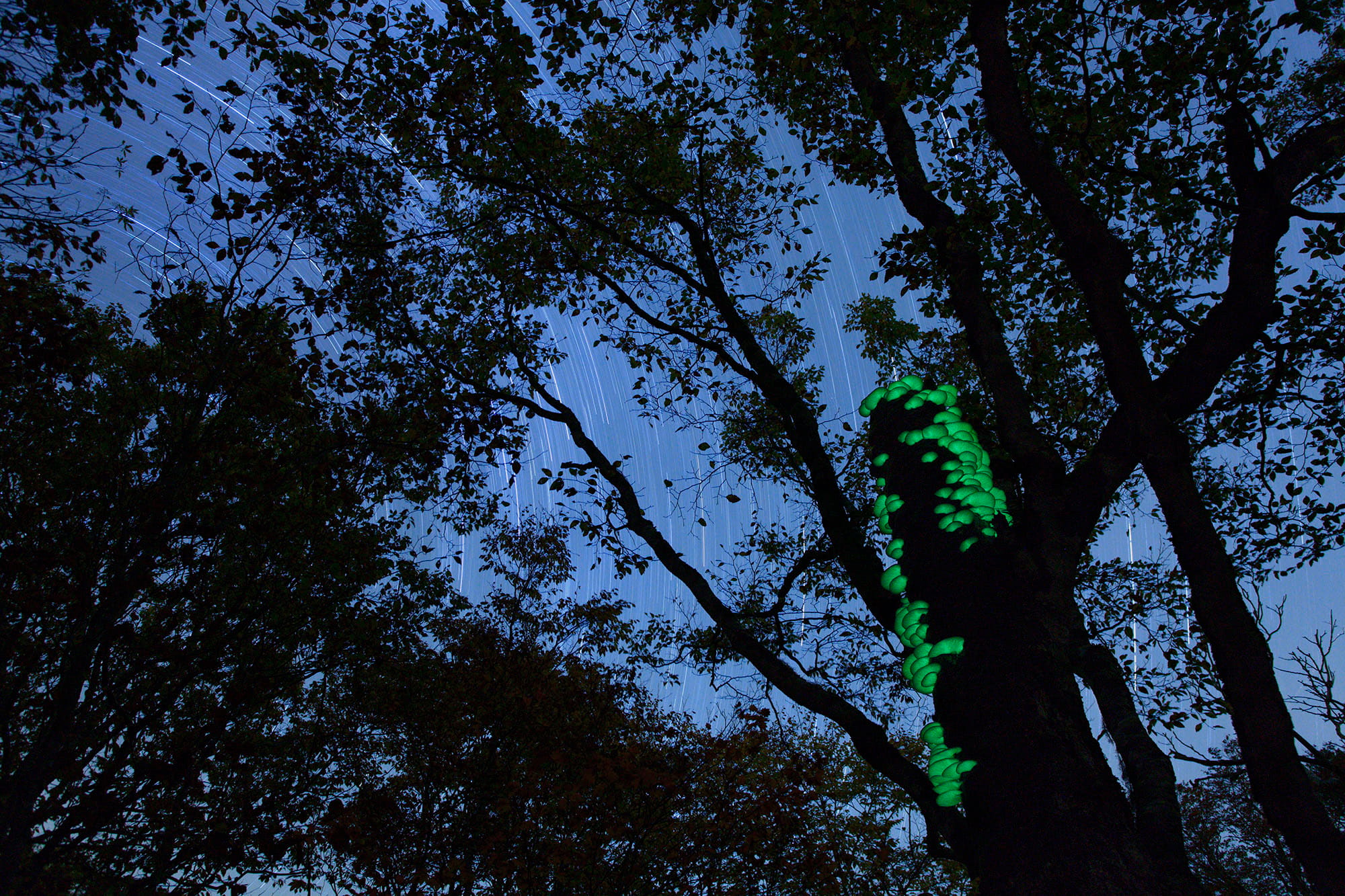 ©osaku koichi/nature pro. /amanaimages