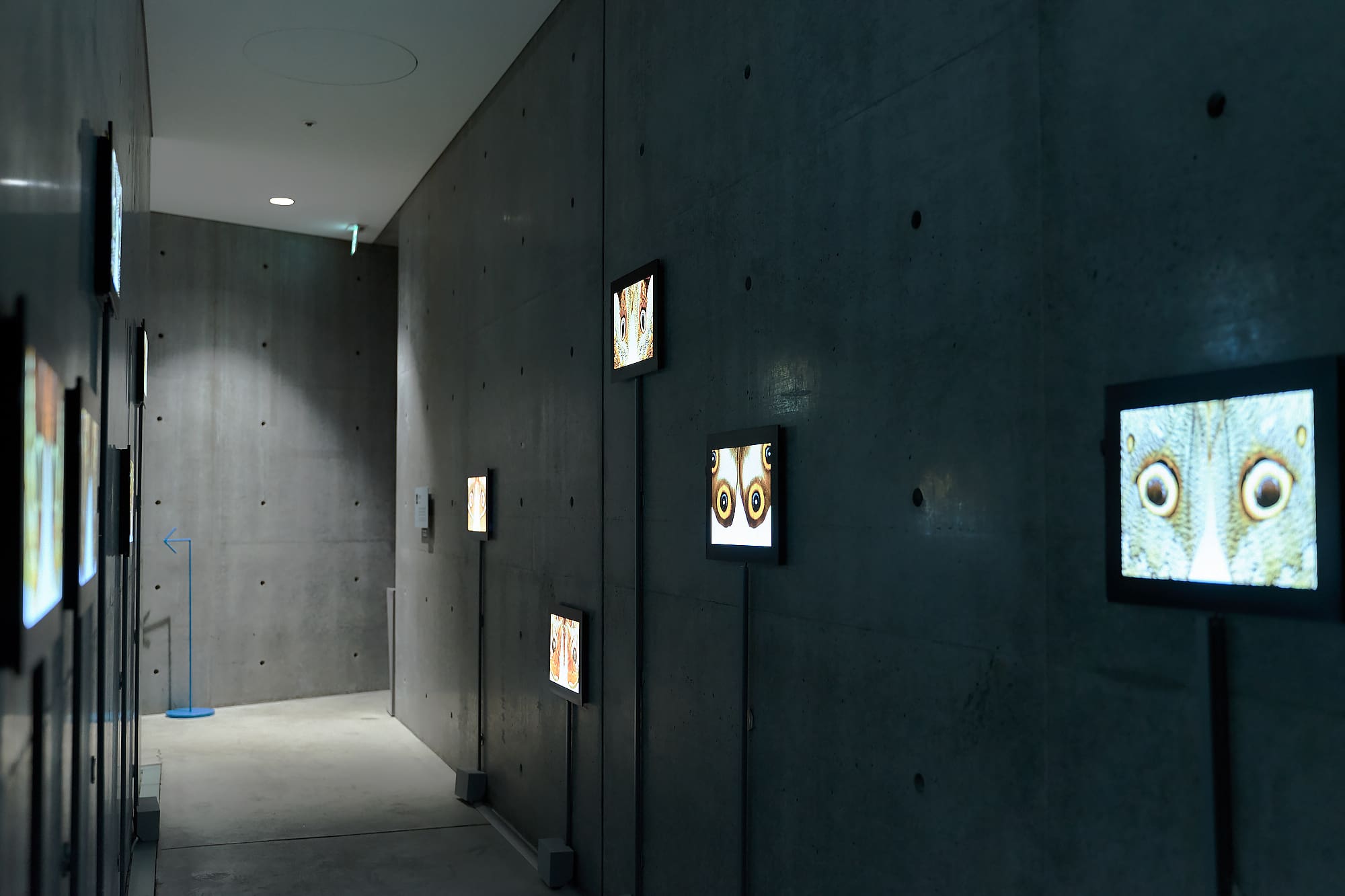 眼状紋とは、生物の体にある眼のように見える模様。昆虫の天敵である鳥などの眼にそっくりなものもある