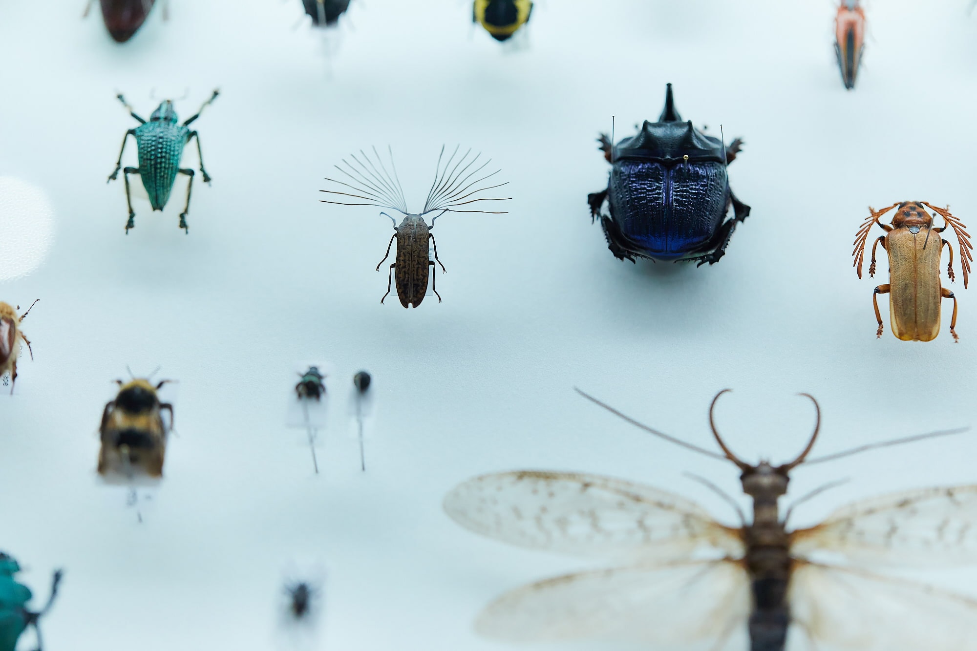 デザインの視点で 虫と自然を捉え直す アマナとひらく 自然 科学 のトビラ Nature Science