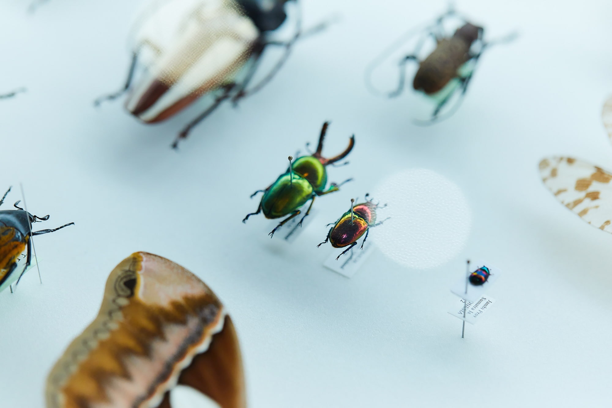 デザインの視点で 虫と自然を捉え直す アマナとひらく 自然 科学 のトビラ Nature Science