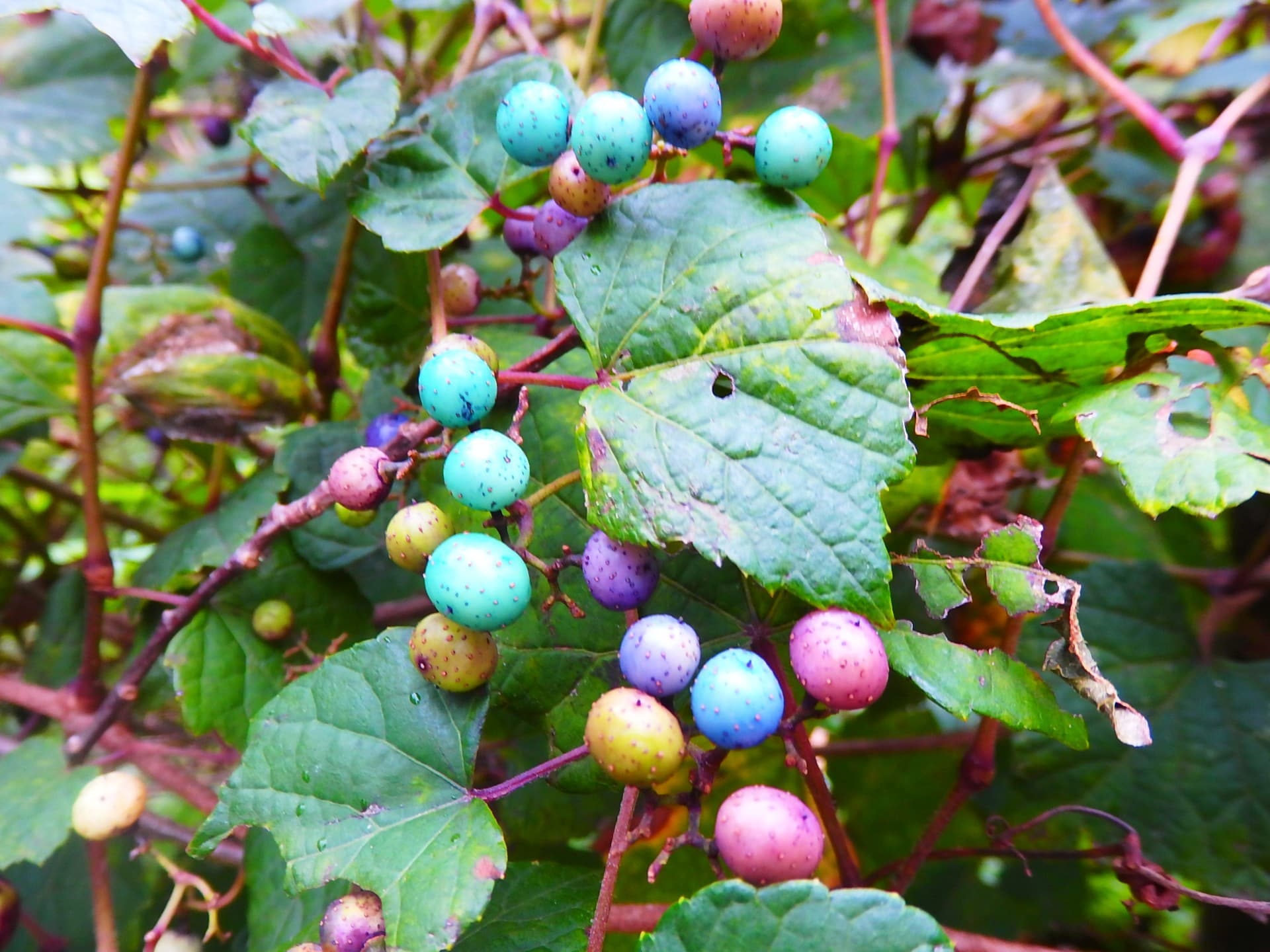 カラフルな宝石のようなノブドウの実。残念ながら食用にはなりません