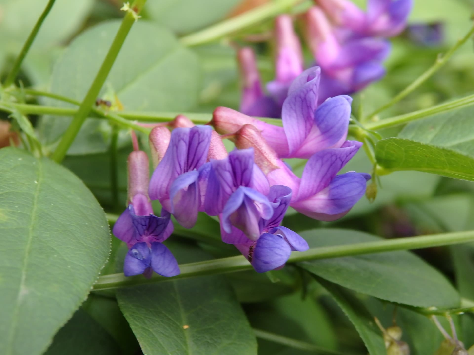 葉がナンテンに、花がハギに似た深い紫が美しいナンテンハギの花。ときおり草刈りされるような里山の草地や道端で出会えます
