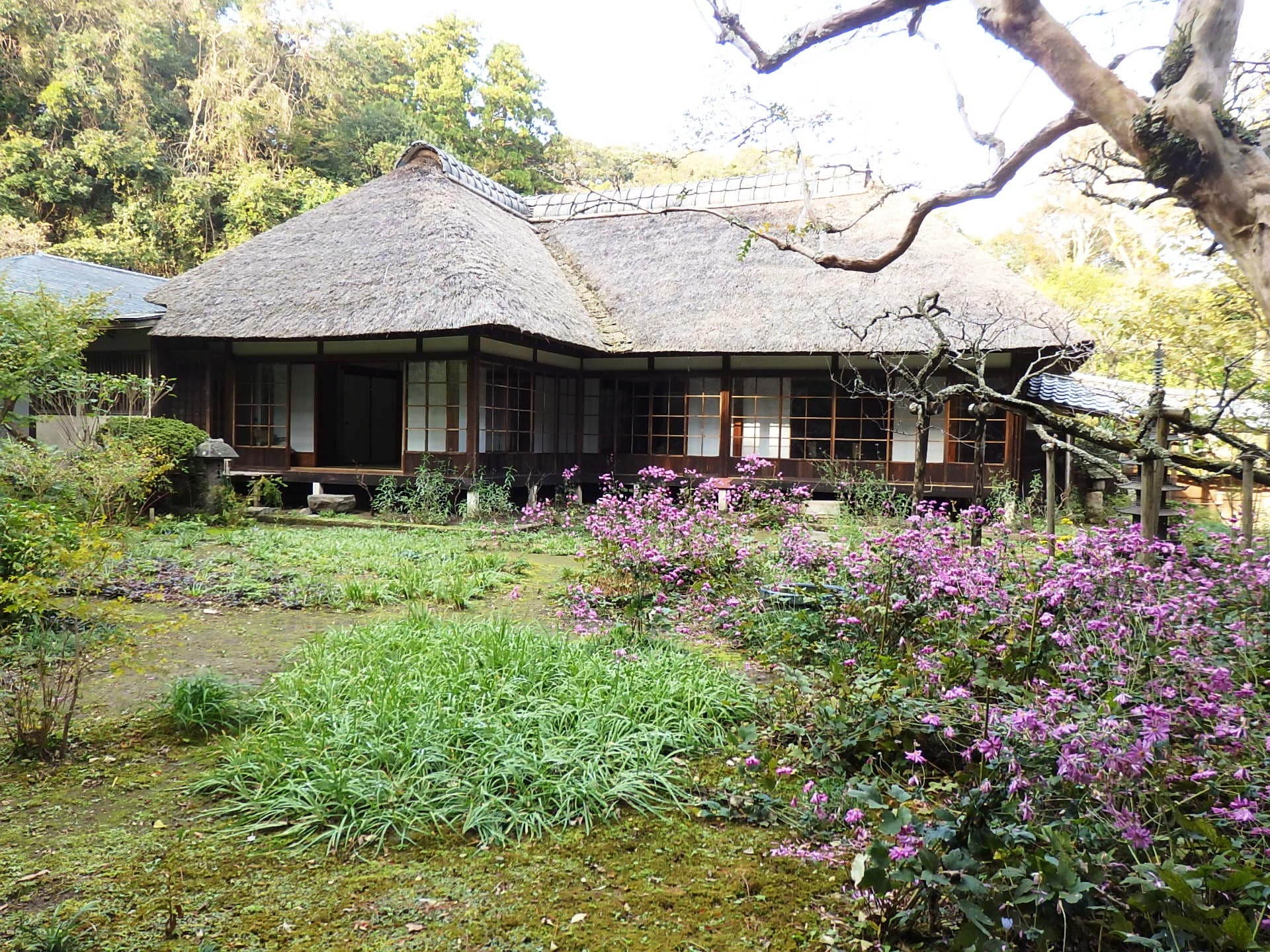 10月下旬～11月初め、シュウメイギクが彩る浄智寺書院の庭