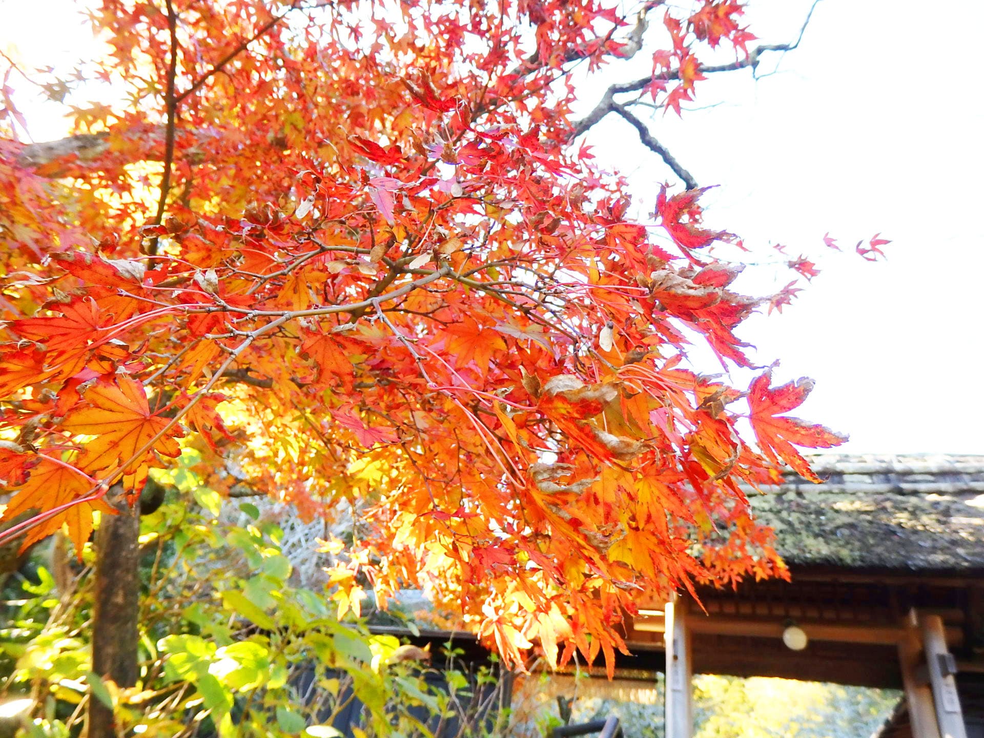 趣ある茅葺屋根をモミジが彩る東慶寺の山門（11月第4週の撮影）