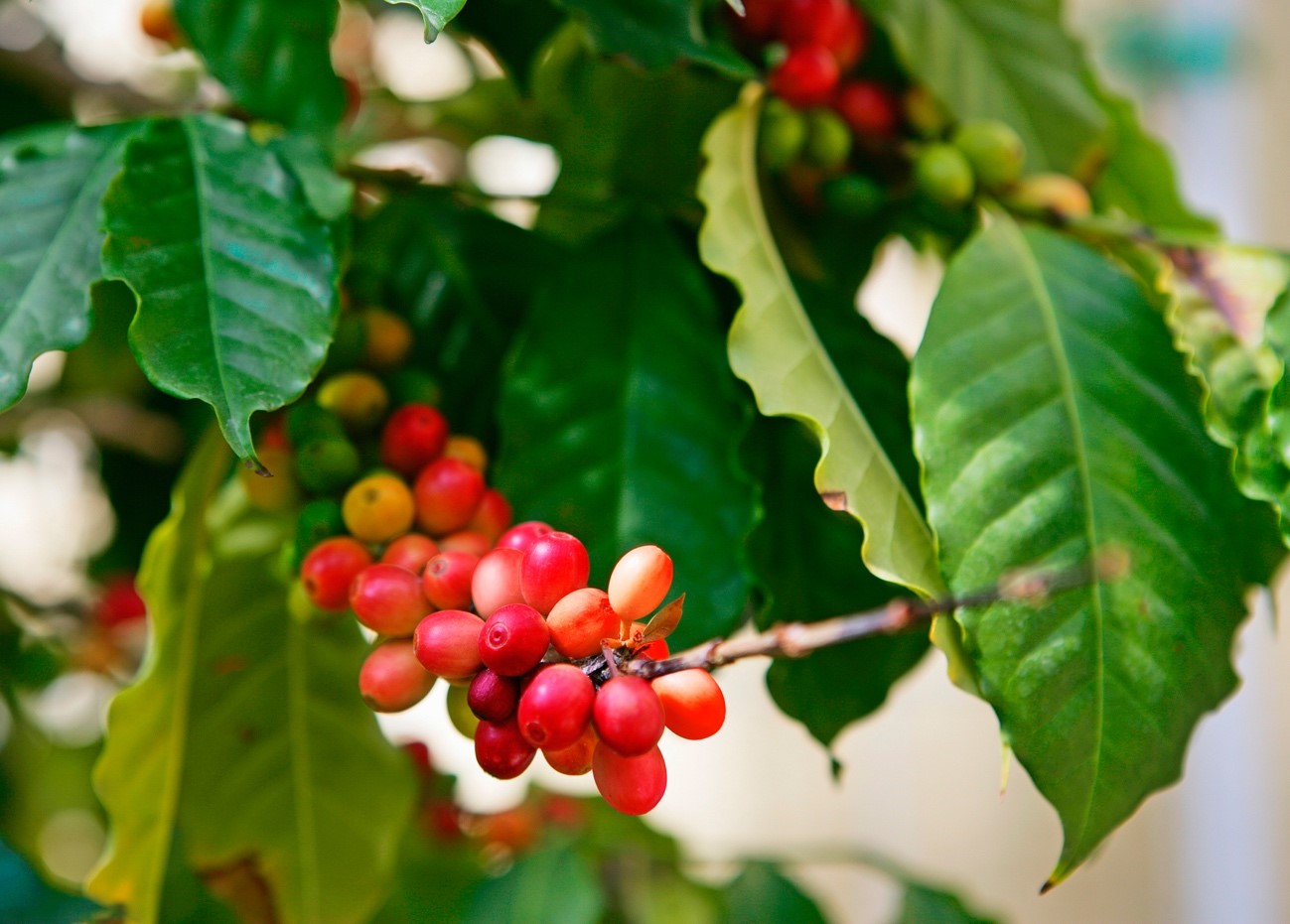 ポリフェノールを多く含むコーヒーの実 ©️Schieren, Bodo A./Stockfood /amanaimages