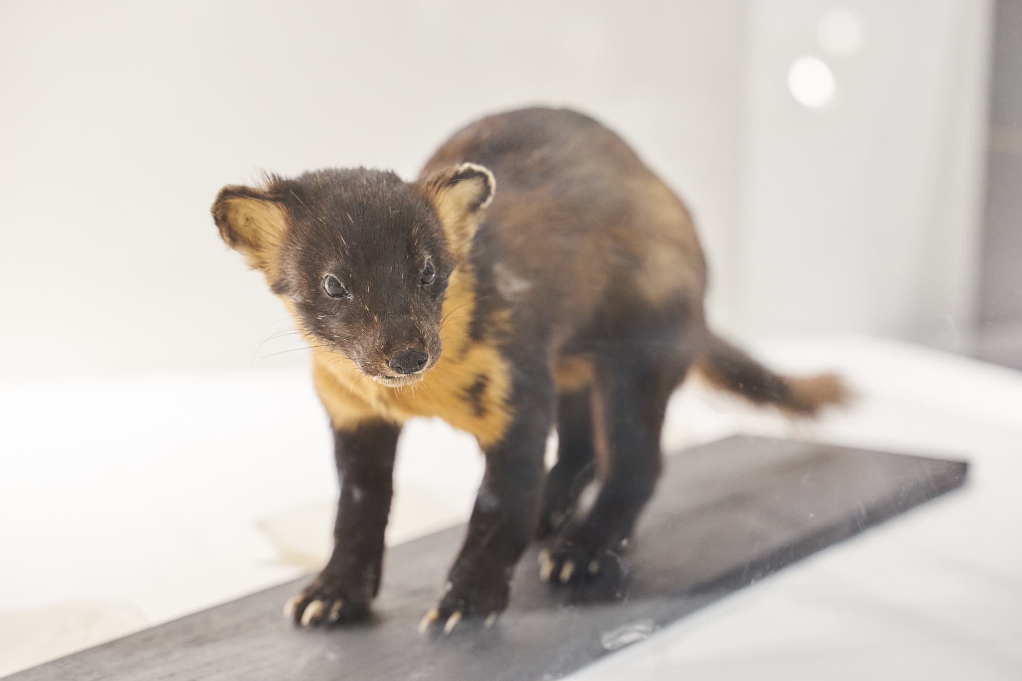 「ニホンテン」（剥製：日本・千葉）