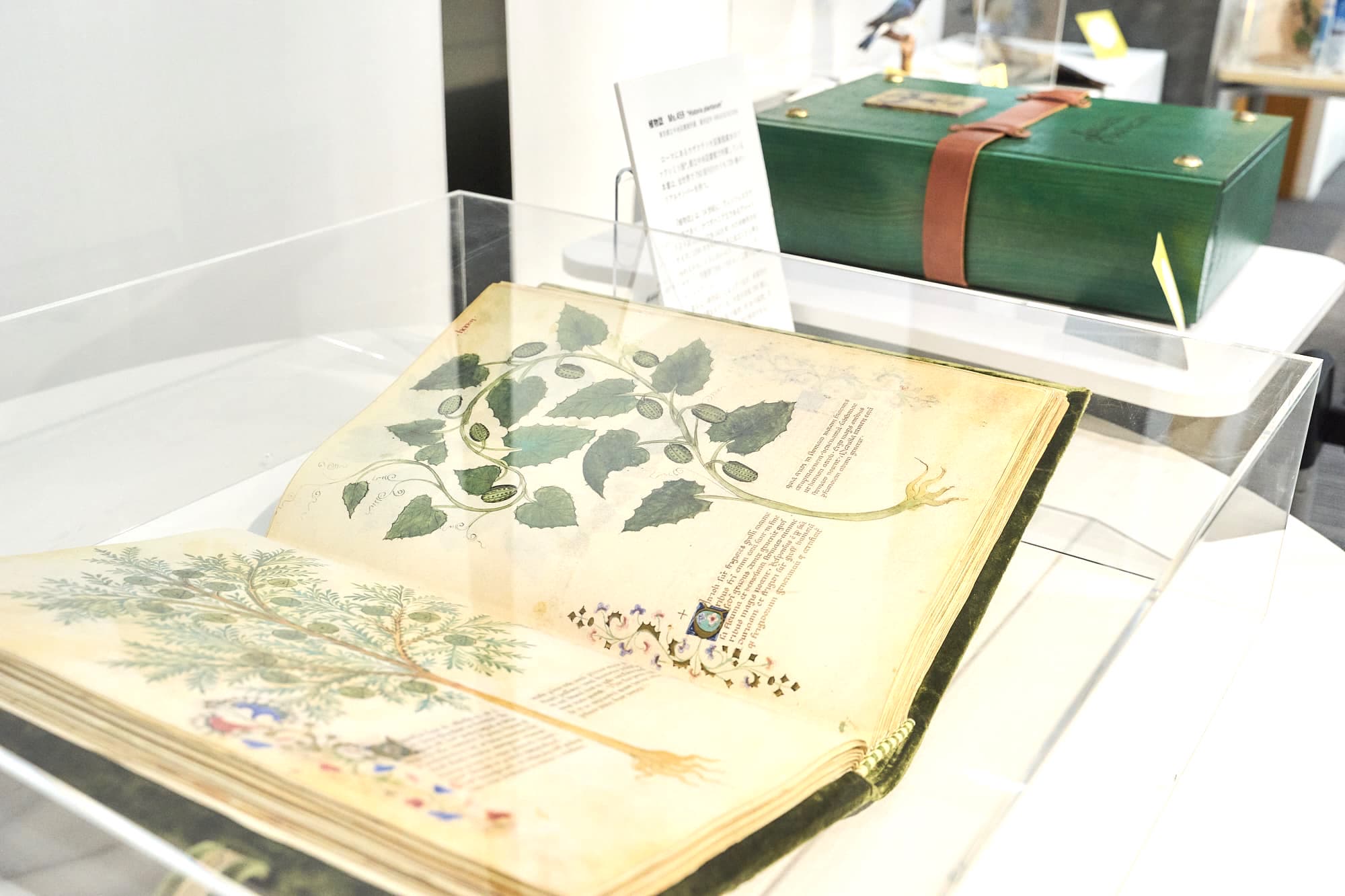 『植物誌　Ms.459』“Hisotoria plantarum”  ローマにあるカザテナンセ図書館蔵本のファクシミリ版（都立中央図書館蔵）。全世界で750部刊行のうち、735番のシリアルナンバーを持つ。大型羊皮紙295葉に、約500の植物、約50の動物、約30の鉱物、日常生活の光景など、詳細な図や解説を掲載。手ではページに触れられない展示ながら、隣の収納箱の中にある解説冊子が読める