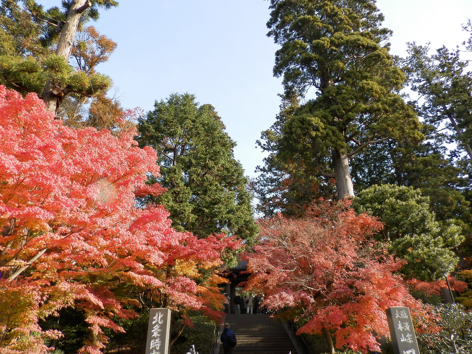 北鎌倉から鎌倉へ リンドウや紅葉をたずねる 花と自然の鎌倉さんぽ 11月 霜月 編 アマナとひらく 自然 科学 のトビラ Nature Science