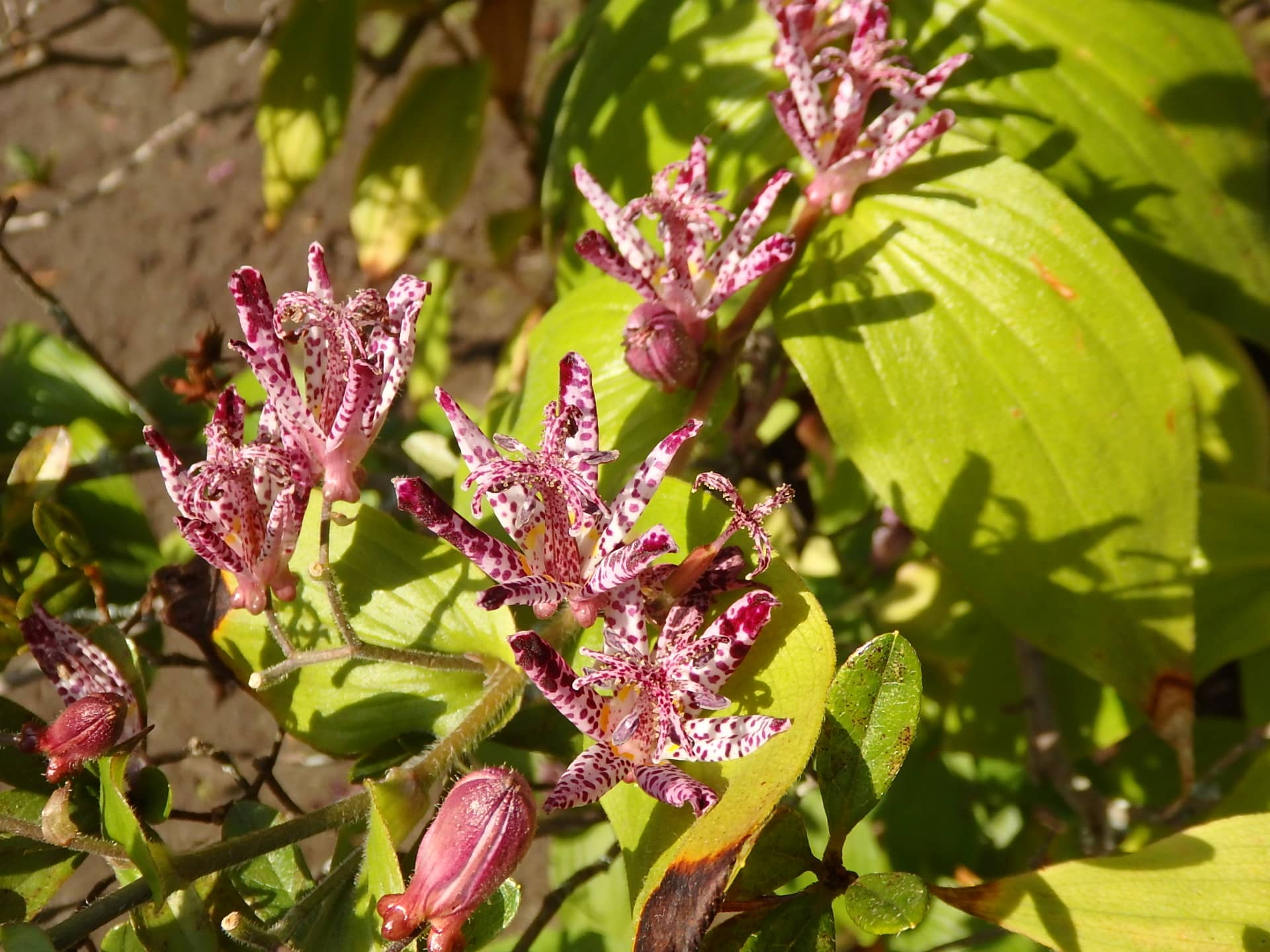 花びらにある斑点を、6月ごろ「特許許可局」と聞きなしされる声で鳴く鳥・ホトトギスの胸の模様になぞらえて「ホトトギス」の名がついたとか