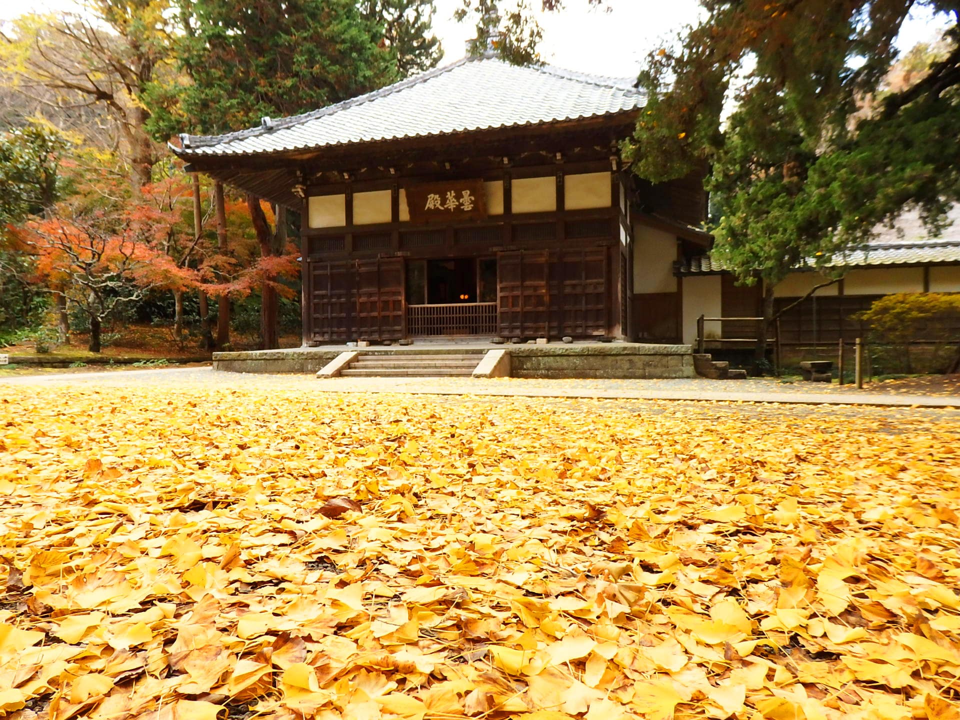 浄智寺本堂の前に散り敷くイチョウ（12月第1週の撮影）