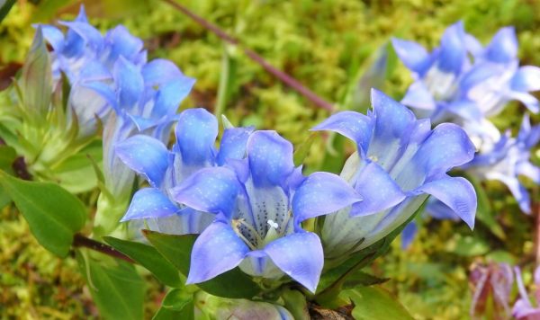 花と自然の鎌倉さんぽ「11月 霜月」