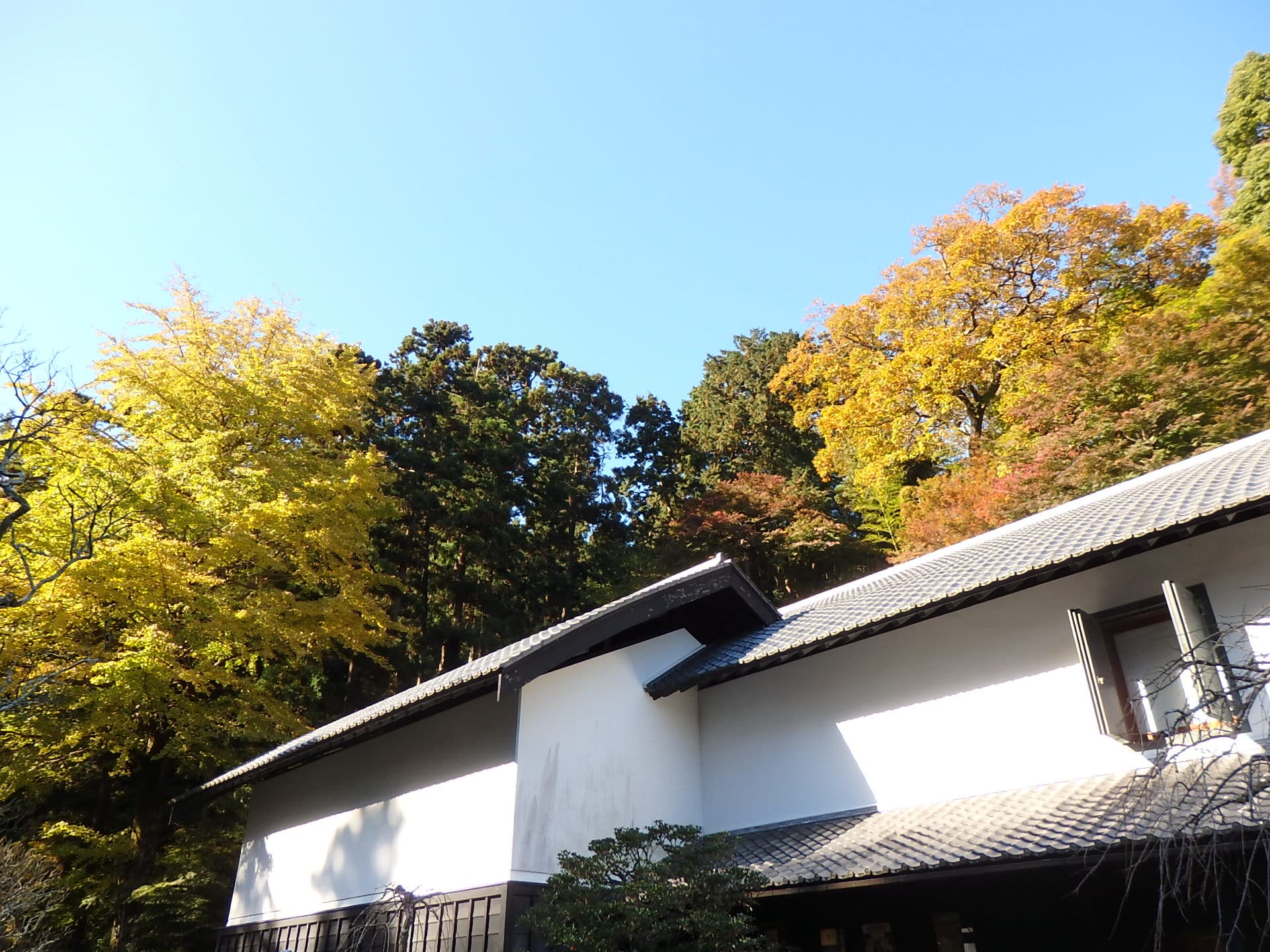 東慶寺から見上げる谷戸の森。左手は植えられたイチョウ、右手は黄葉したコナラなどのほか、温暖な鎌倉らしい常緑樹も交じり色とりどり（11月第4週の撮影）