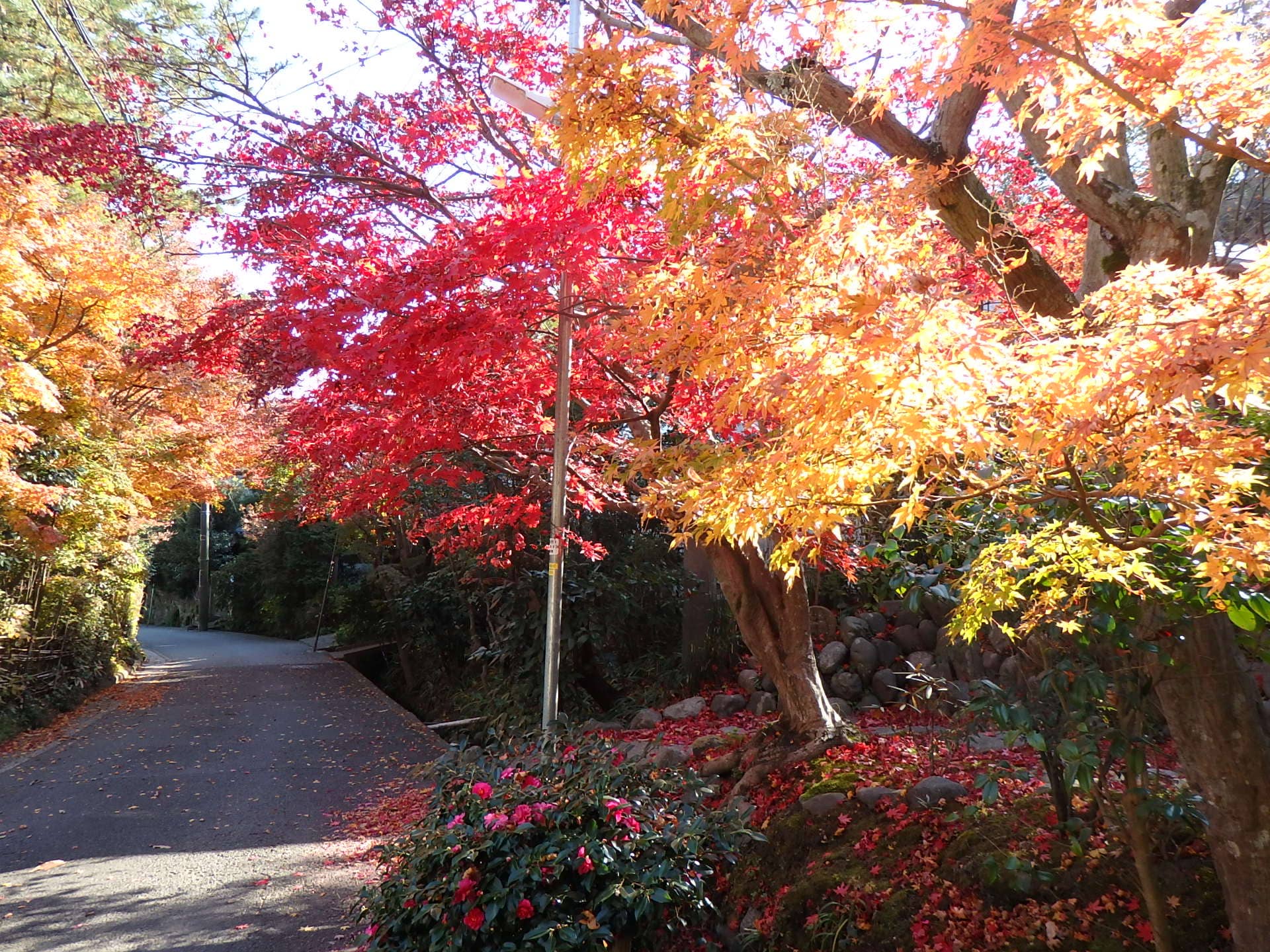 海蔵寺へ至る静かな道を彩るモミジ。日陰がちなところなので、ここまで色づくのは12月に入ってから