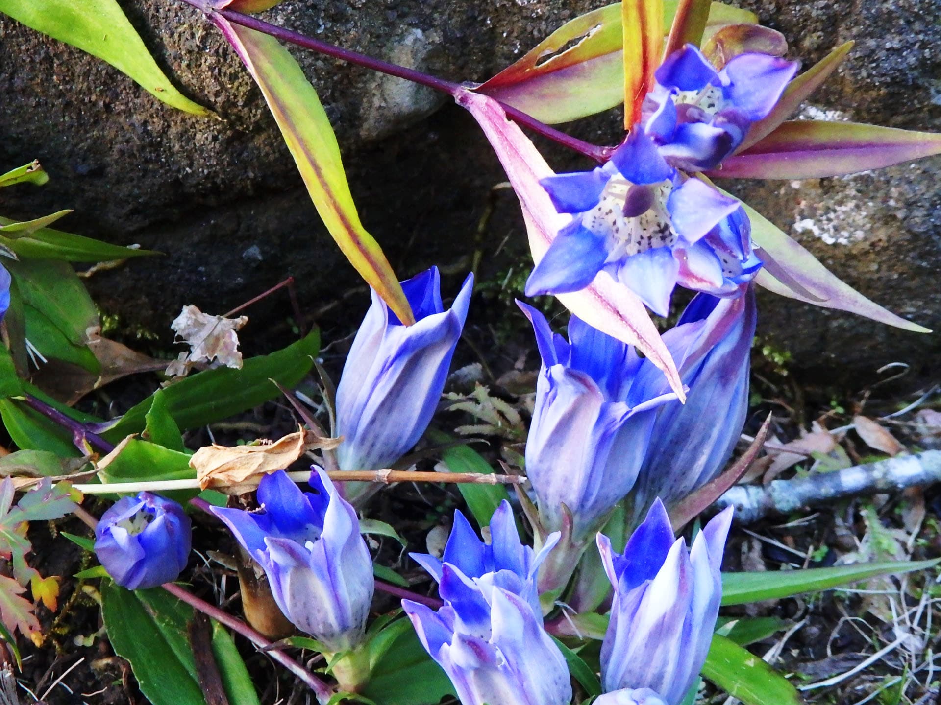 北鎌倉から鎌倉へ リンドウや紅葉をたずねる 花と自然の鎌倉さんぽ 11月 霜月 編 アマナとひらく 自然 科学 のトビラ Nature Science