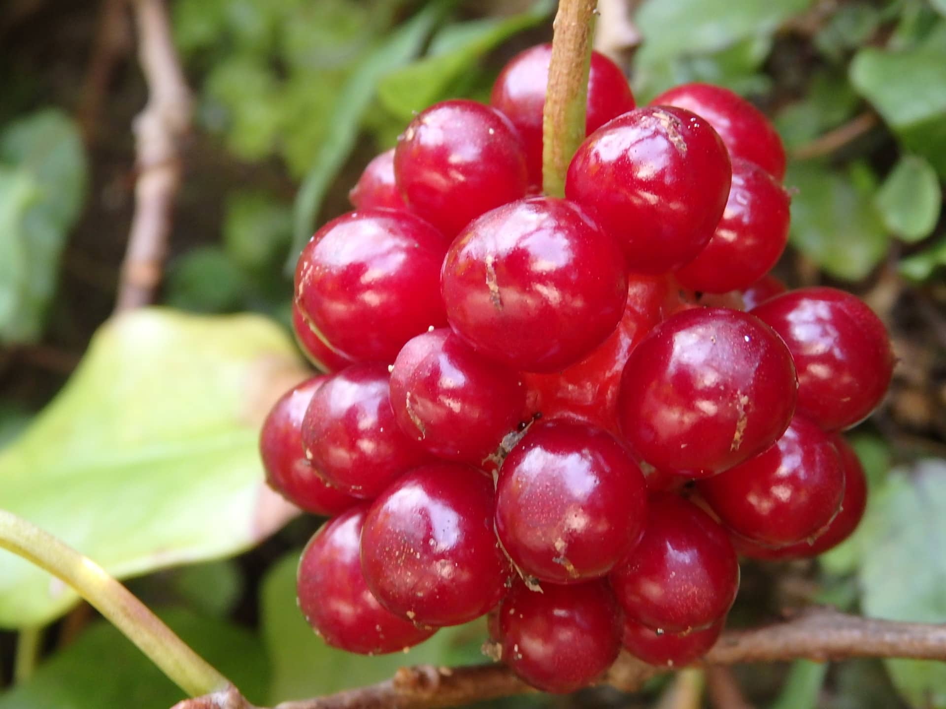 ビナンカズラ（美男葛）とも呼ばれ、この茎から出る汁は整髪料として使われたそう