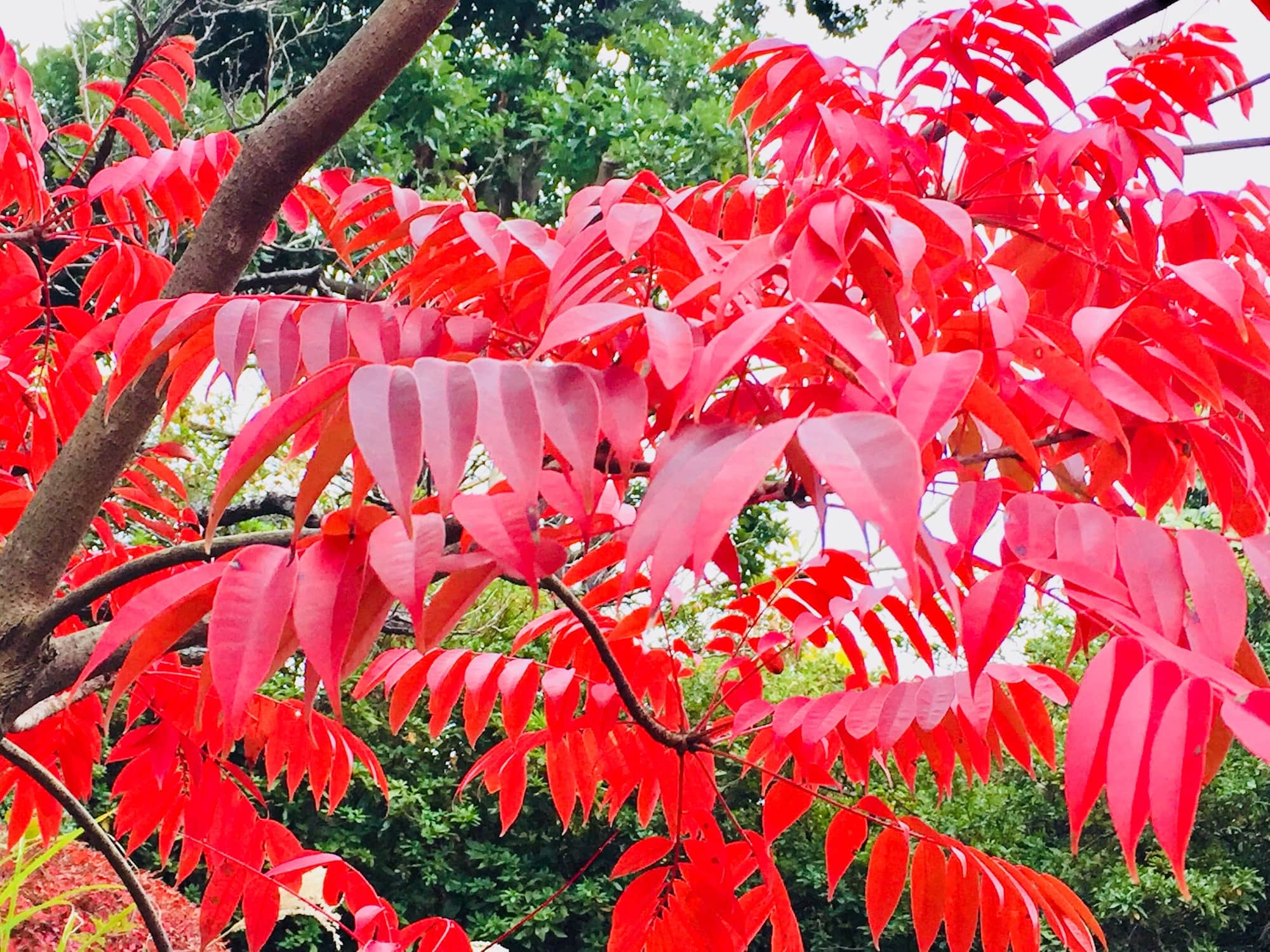 鎌倉の山で、鮮やかに赤く色づいたハゼの葉