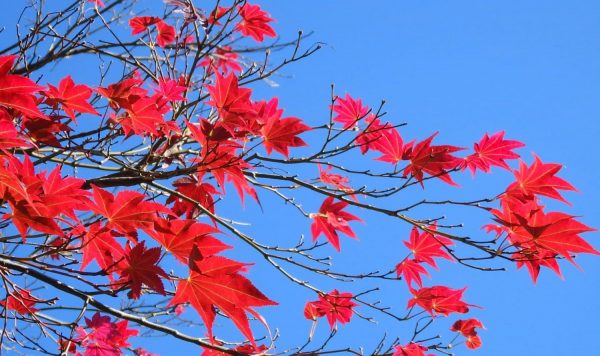 花と自然の鎌倉さんぽ「12月 師走」