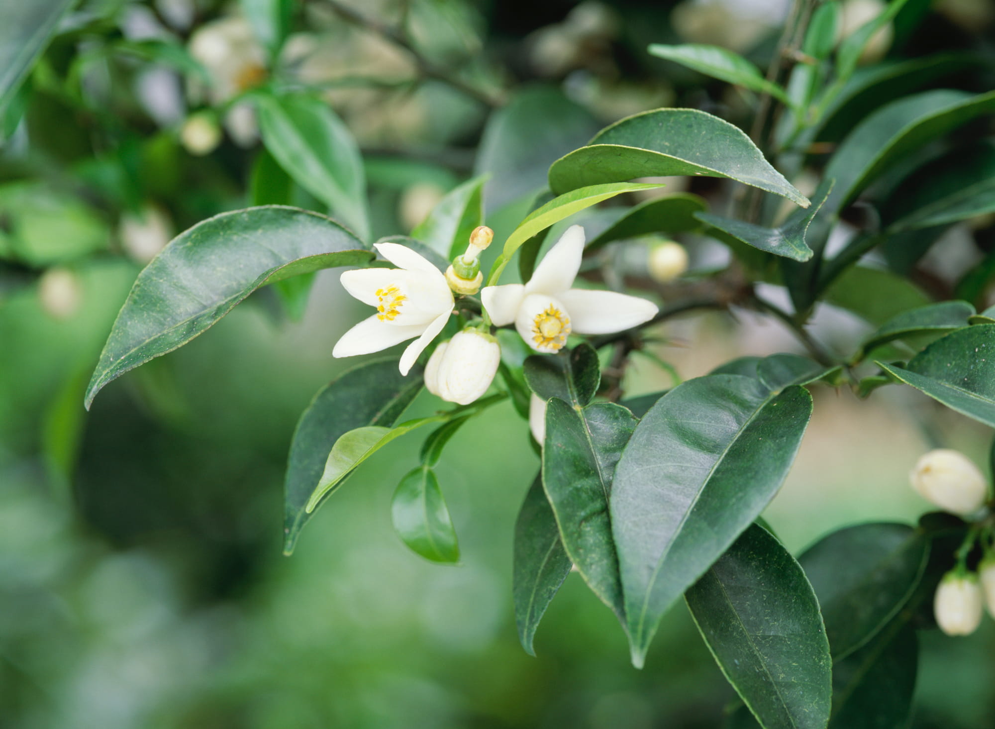 レモンの花。レモン（学名：Citrus limon ）はミカン科 ©︎NAOYA MARUO/SEBUN PHOTO /amanaimages