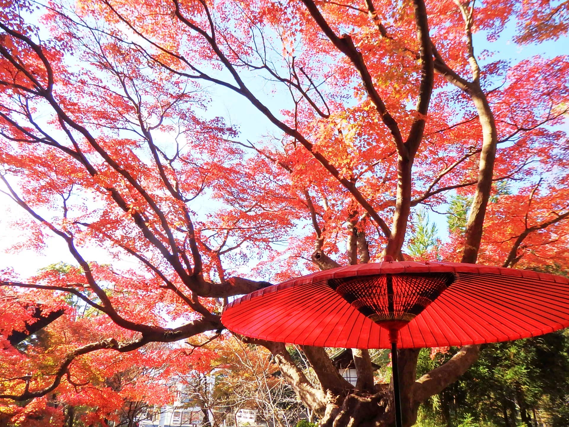 社務所の前のモミジ。樹齢150年とも言われる木の見事な紅葉（12月第1週撮影）