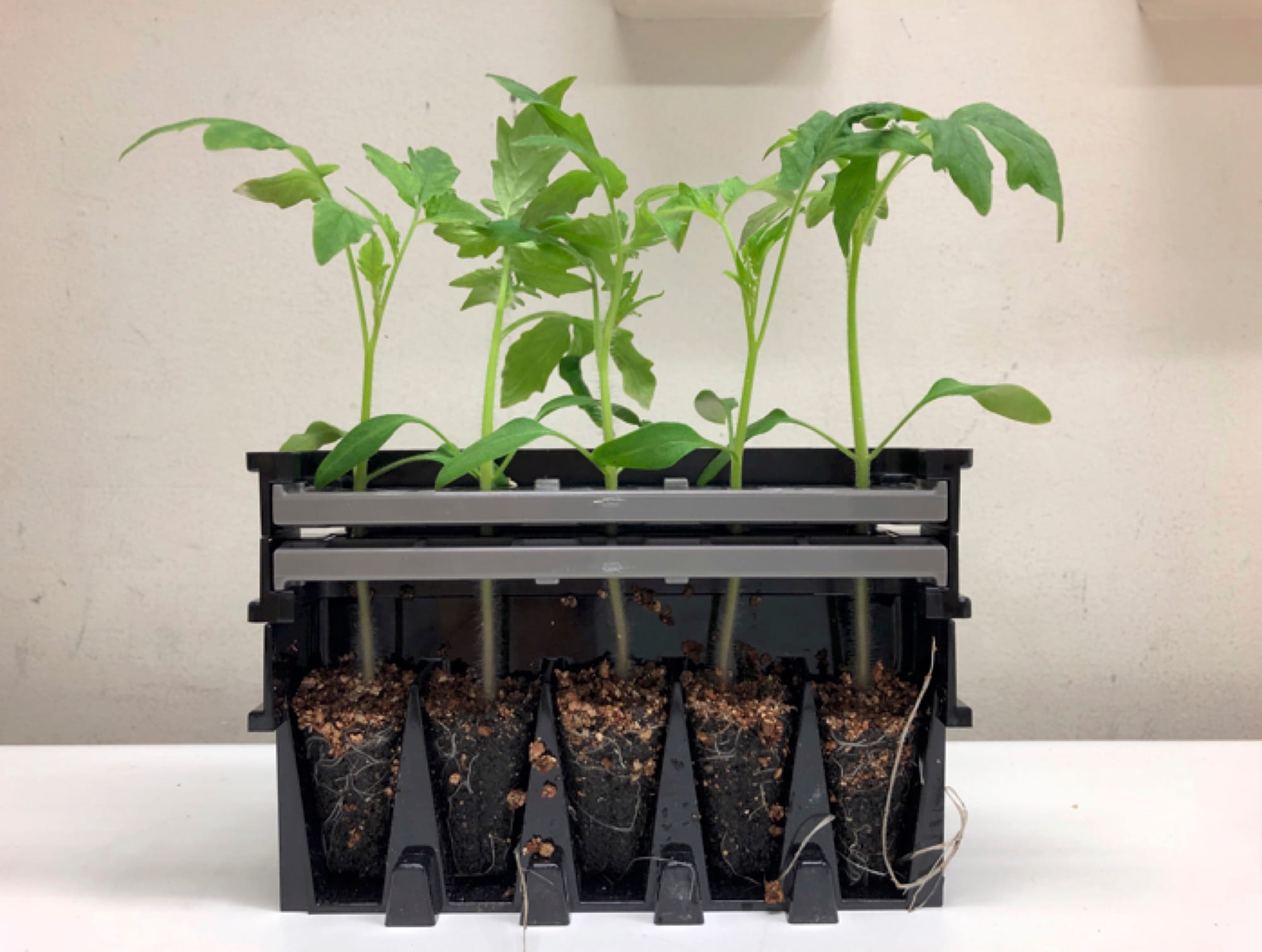 自動接木システムの例。接木用のカセット（写真はトマト用）で押さえ込んだ植物を、自動で接木を行う装置と組み合わせる （画像提供：グランドグリーン株式会社）